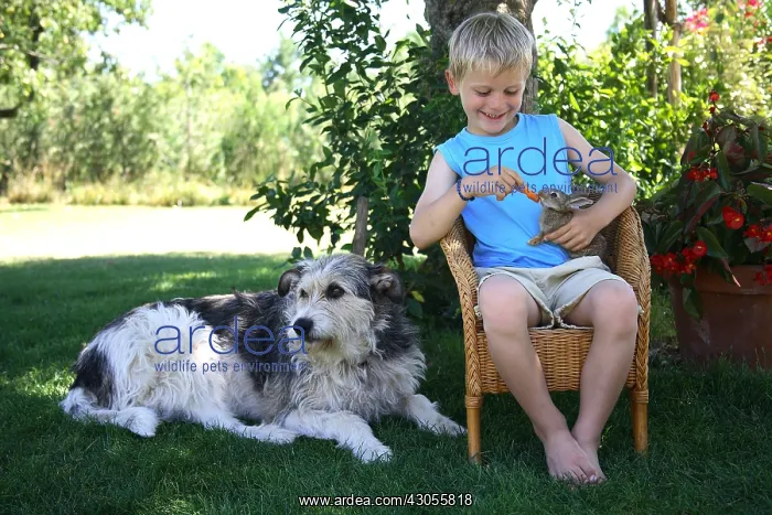 : Young boy giving a carrot to a rabbit and dog France : Young boy giving a carrot to a rabbit and dog France