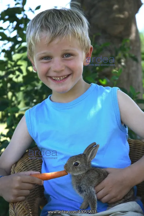 : Young boy giving a carrot to a rabbit France : Young boy giving a carrot to a rabbit France