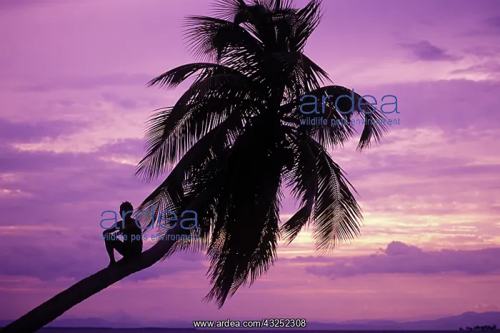 : Young boy in palm tree at sunset, Ambergris : Young boy in palm tree at sunset, Ambergris