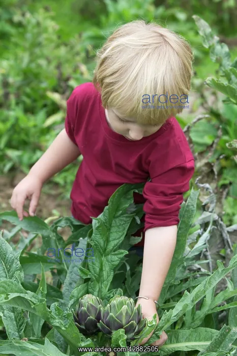 : Young Boy - picking globe artichokes : Young Boy - picking globe artichokes