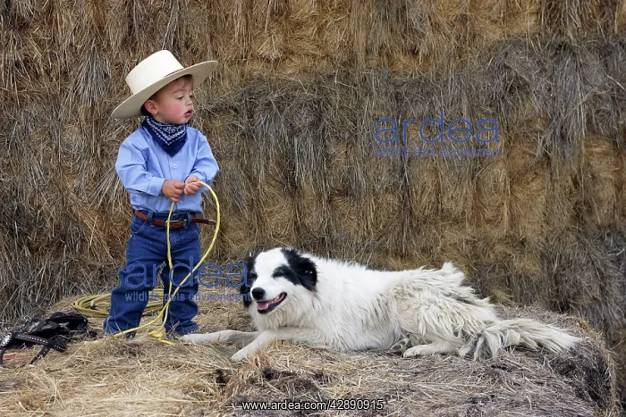: Young boy playing at being a cowboy with Border Collie dog : Young boy playing at being a cowboy with Border Collie dog