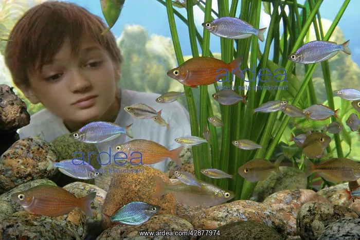  : Young boy watching fish in Aquarium