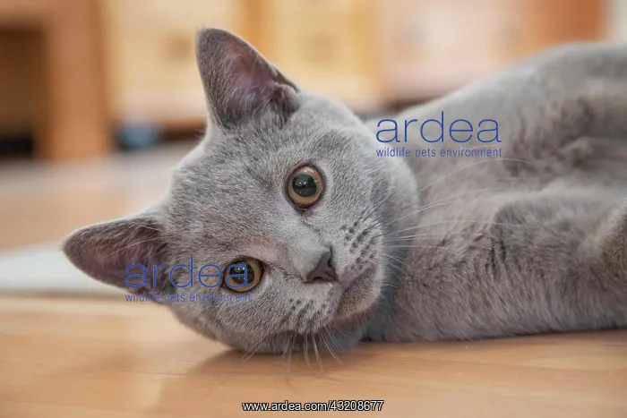 : Young British Shorthair male, Germany, Europe : Young British Shorthair male, Germany, Europe
