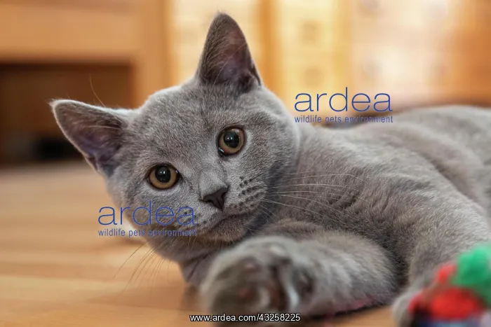 : Young British Shorthair male playing with the photographer : Young British Shorthair male playing with the photographer