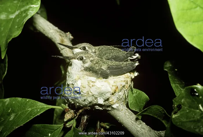 : Young Broad-tailed Hummingbirds in nest : Young Broad-tailed Hummingbirds in nest