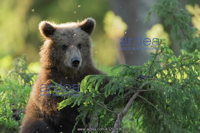 : Young Brown Bear (Ursus arctos), Kainuu, Finland : Young Brown Bear (Ursus arctos), Kainuu, Finland