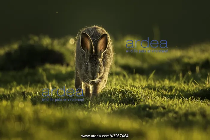 : A young Brown Hare (Lepus europaeus) Leveret runs : A young Brown Hare (Lepus europaeus) Leveret runs