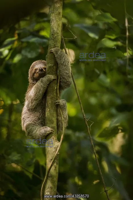 : Young Brown-throated sloth (Bradypus variegatus) : Young Brown-throated sloth (Bradypus variegatus)