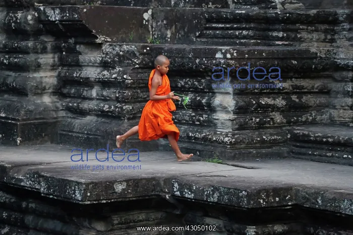 : Young Buddhist monk at Angkor Wat Temple in Siem Reap, C : Young Buddhist monk at Angkor Wat Temple in Siem Reap, C