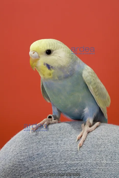 : Young Budgie on Knee : Young Budgie on Knee