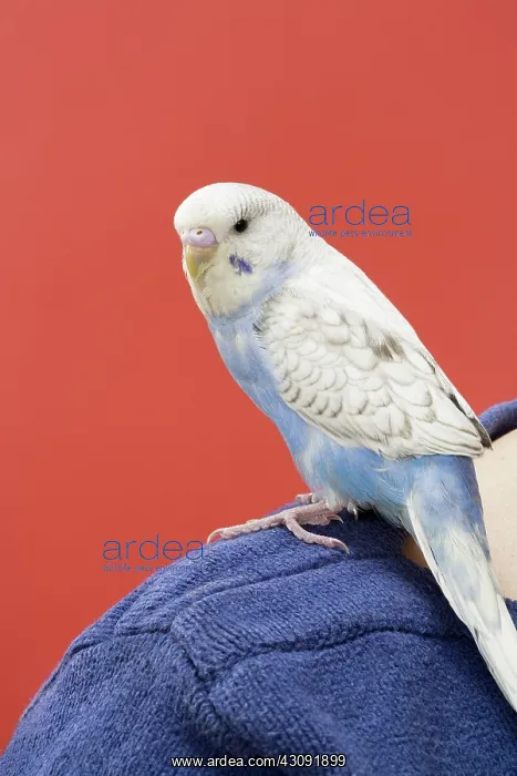: Young Budgie on Shoulder : Young Budgie on Shoulder