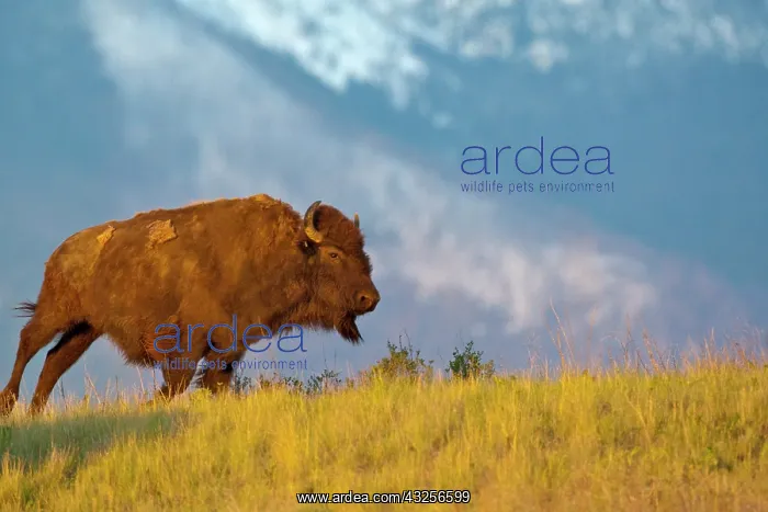 : Young bull Bison in late light at the National : Young bull Bison in late light at the National