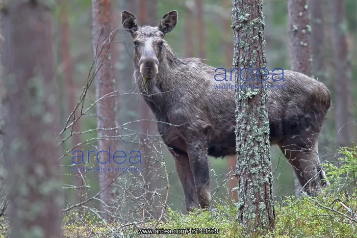: Moose. One young bull Moose (Alces alces) with little velvet antlers standing : Moose. One young bull Moose (Alces alces) with little velvet antlers standing