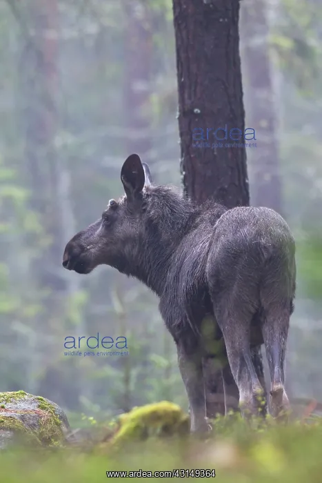 : Moose. One young bull Moose (Alces alces) with little velvet antlers standing : Moose. One young bull Moose (Alces alces) with little velvet antlers standing