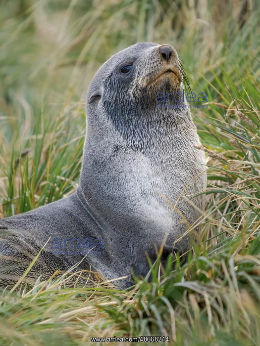 : Two young bulls playfighting. Antarctic fur seal on a beach : Two young bulls playfighting. Antarctic fur seal on a beach