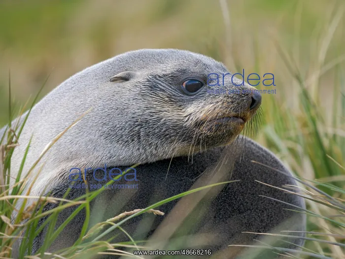 : Two young bulls playfighting. Antarctic fur seal on a beach : Two young bulls playfighting. Antarctic fur seal on a beach