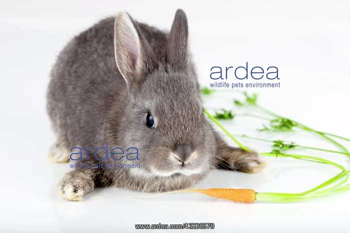 : Young bunny with carrot, Marburger Feh rabbit breed : Young bunny with carrot, Marburger Feh rabbit breed