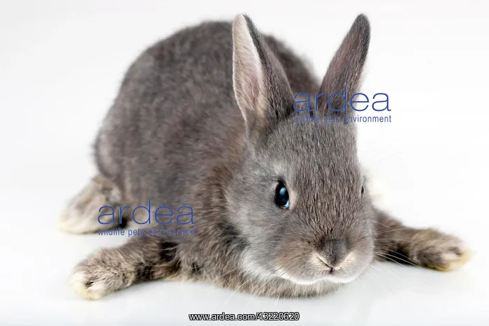 : Young bunny, Marburger Feh rabbit breed : Young bunny, Marburger Feh rabbit breed