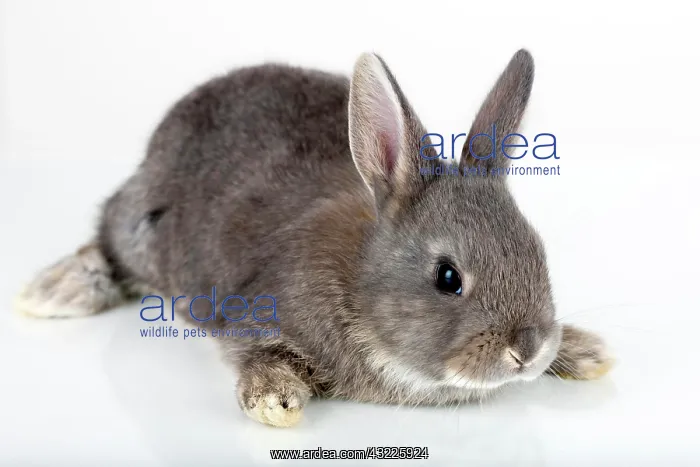 : Young bunny, Marburger Feh rabbit breed : Young bunny, Marburger Feh rabbit breed