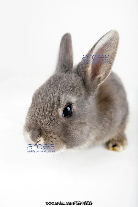 : Young bunny, Marburger Feh rabbit breed : Young bunny, Marburger Feh rabbit breed