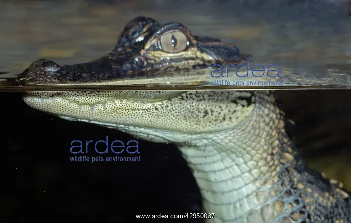: Young Caiman at the surface showing different refractive : Young Caiman at the surface showing different refractive