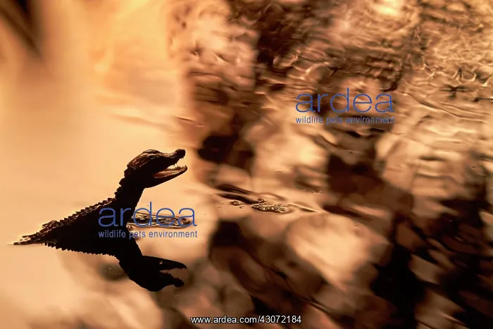 : Young Caimans spend their days in shallow water : Young Caimans spend their days in shallow water