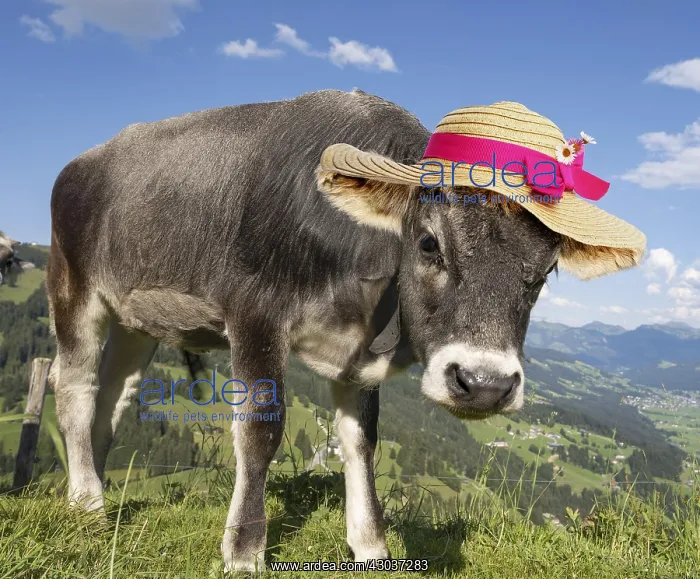  : Young calf (Bos primigenius taurus) on a mountain