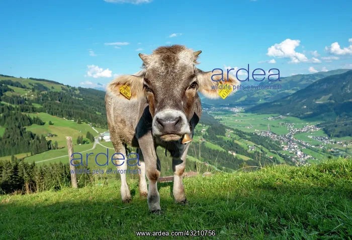  : Young calf (Bos primigenius taurus) on a mountain
