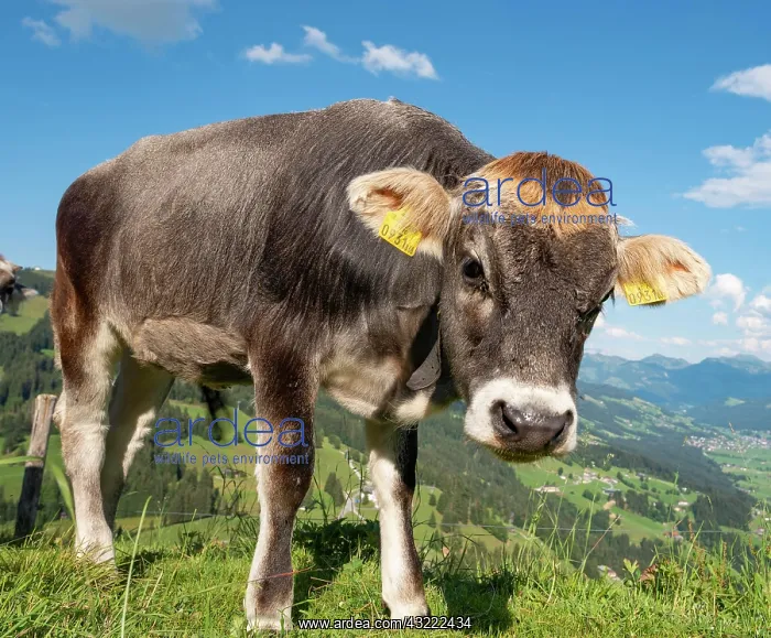: Young calf (Bos primigenius taurus) on a mountain : Young calf (Bos primigenius taurus) on a mountain