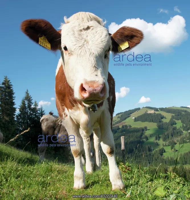 : Young calf (Bos primigenius taurus) on a mountain : Young calf (Bos primigenius taurus) on a mountain