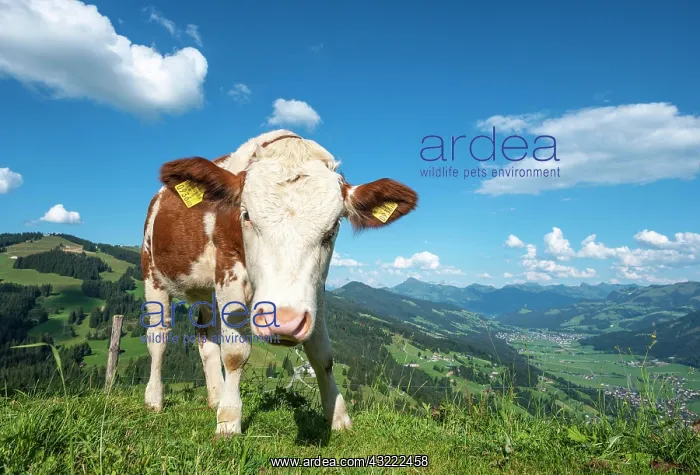  : A young calf (Bos primigenius taurus) on a mountain