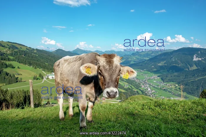 : Young calf (Bos primigenius taurus) on a mountain : Young calf (Bos primigenius taurus) on a mountain