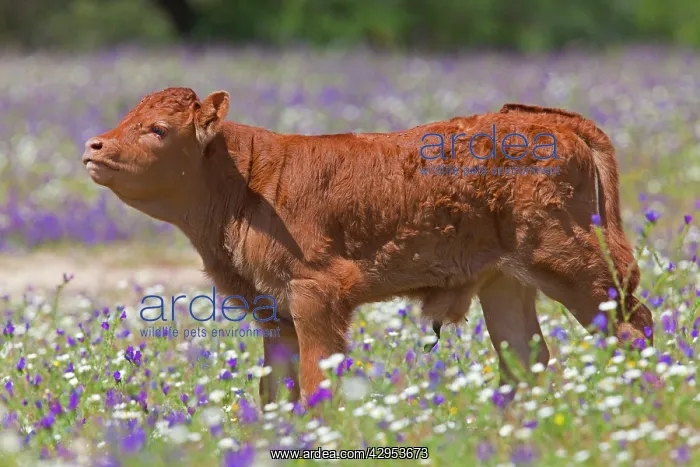 : Young calf in a flower meadow : Young calf in a flower meadow