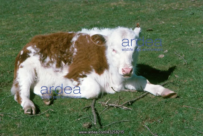 : Calf. Young calf lying in grass : Calf. Young calf lying in grass