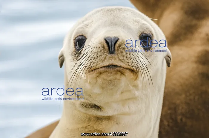 : Young California sea lion (Zalophus californianus) : Young California sea lion (Zalophus californianus)