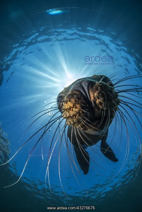 : Young California sea lion (Zalophus californianus) : Young California sea lion (Zalophus californianus)