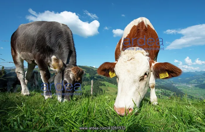 : Young calves (Bos primigenius taurus) graze on a : Young calves (Bos primigenius taurus) graze on a