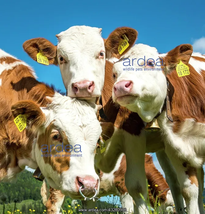 : Three young calves (Bos primigenius taurus) look : Three young calves (Bos primigenius taurus) look