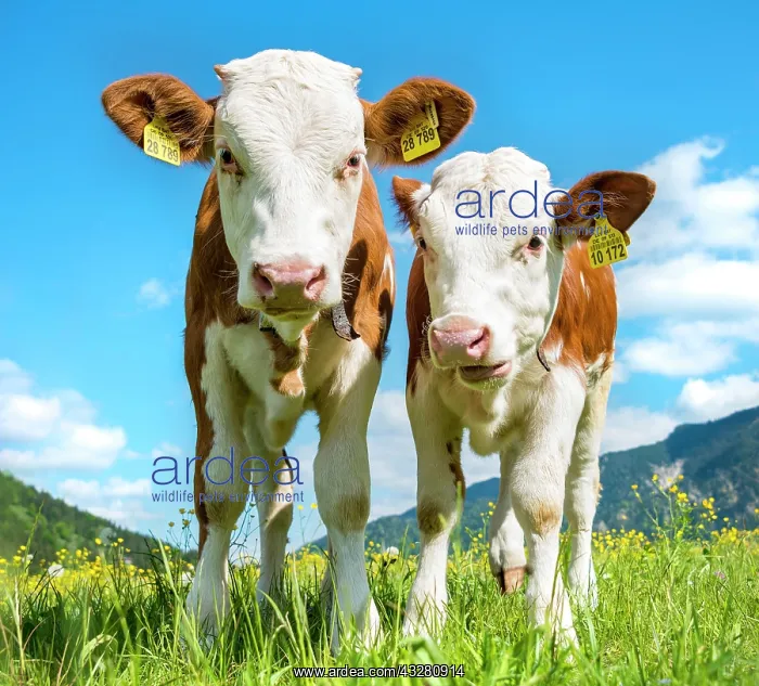 : Two young calves (Bos primigenius taurus) standing : Two young calves (Bos primigenius taurus) standing