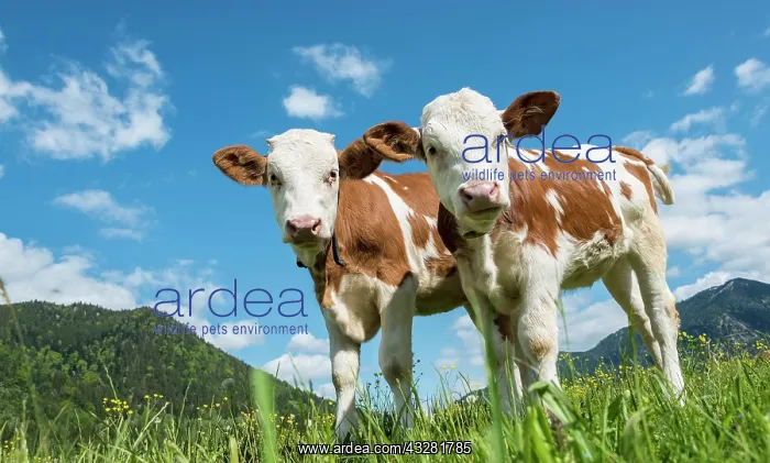 : Two young calves (Bos primigenius taurus) standing : Two young calves (Bos primigenius taurus) standing