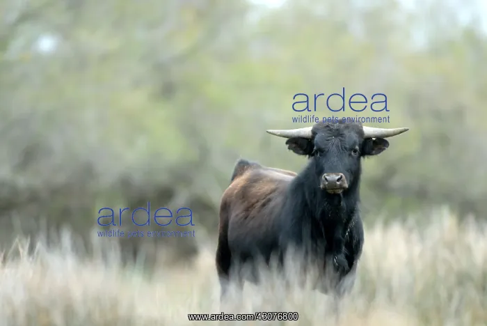 : Young Camargue bulls Camargue France : Young Camargue bulls Camargue France