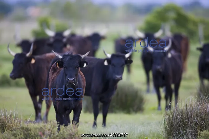 : Young Camargue bulls in pasture Camargue France : Young Camargue bulls in pasture Camargue France