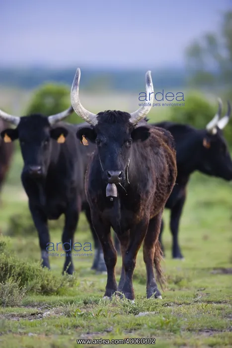 : Young Camargue bulls in pasture Camargue France : Young Camargue bulls in pasture Camargue France