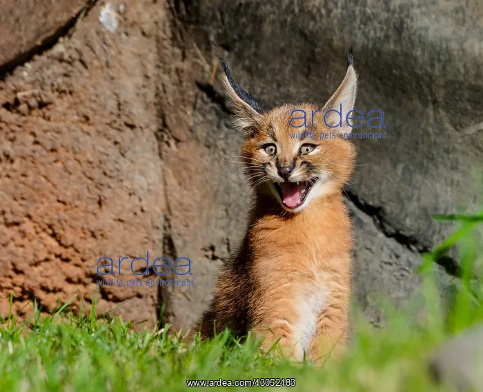 : Young Caracal Kitten (Caracal caracal) calling for : Young Caracal Kitten (Caracal caracal) calling for