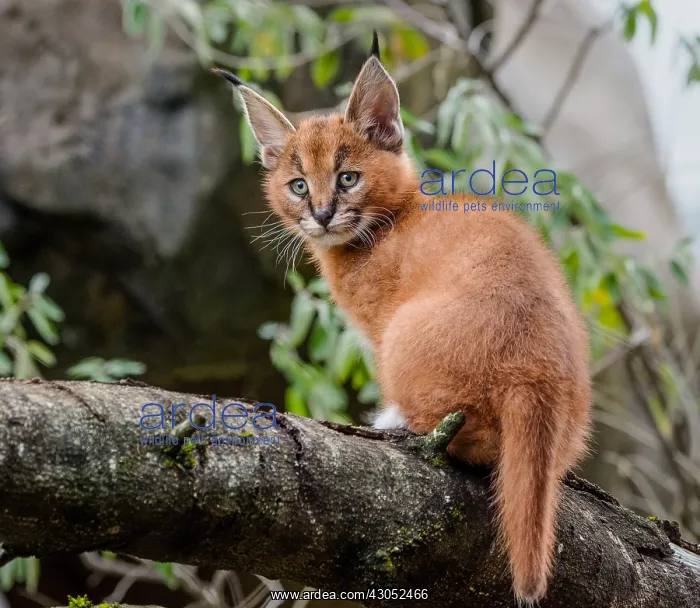 : Young Caracal Kitten (Caracal caracal). Caracals : Young Caracal Kitten (Caracal caracal). Caracals