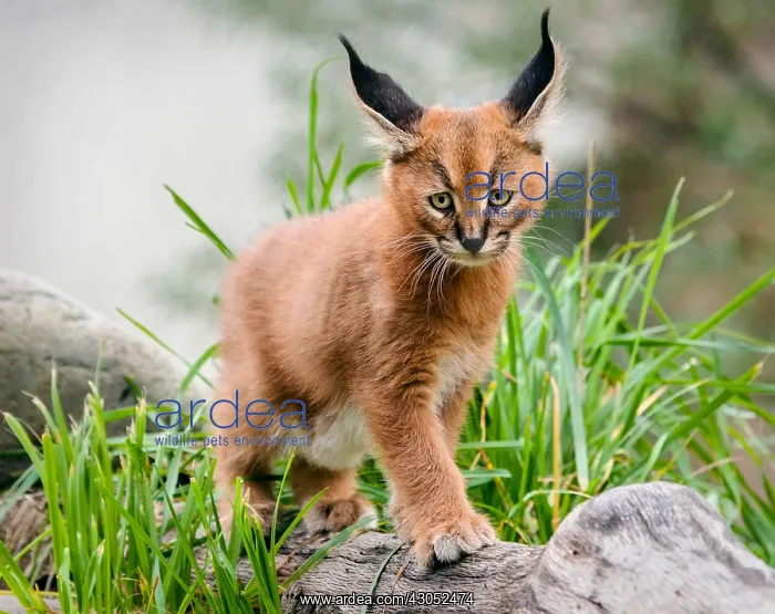 : Young Caracal Kitten (Caracal caracal). Caracals : Young Caracal Kitten (Caracal caracal). Caracals
