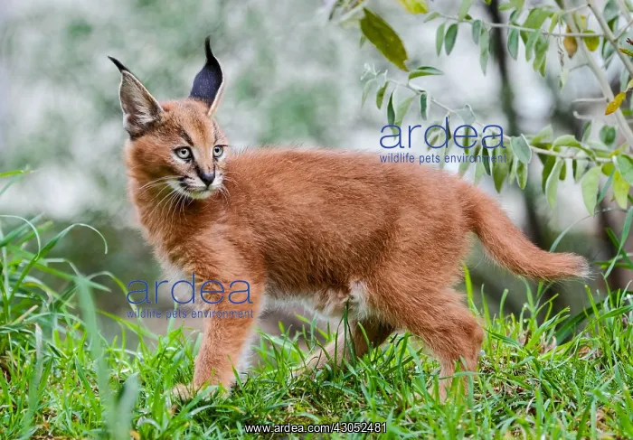 : Young Caracal Kitten (Caracal caracal). Caracals : Young Caracal Kitten (Caracal caracal). Caracals
