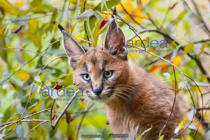 : Young Caracal Kitten (Caracal caracal). Caracals : Young Caracal Kitten (Caracal caracal). Caracals
