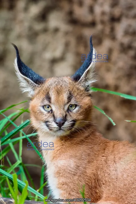 : Young Caracal Kitten (Caracal caracal). Caracals : Young Caracal Kitten (Caracal caracal). Caracals