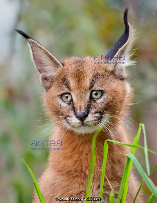 : Young Caracal Kitten (Caracal caracal). Caracals : Young Caracal Kitten (Caracal caracal). Caracals